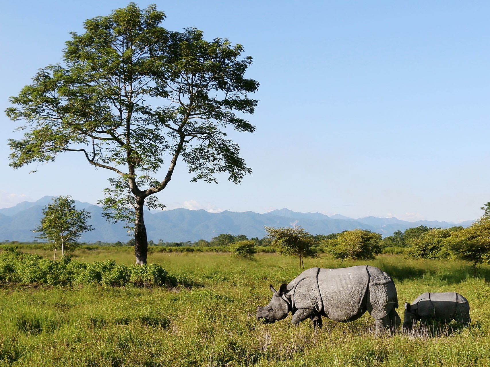 Manas National Park landscape