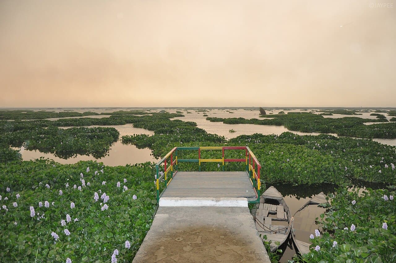 Harike Wetland landscape