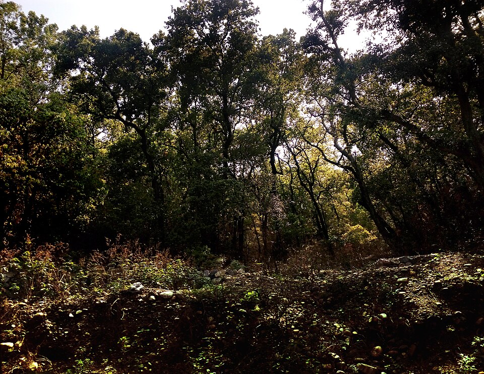 Kalesar National Park landscape