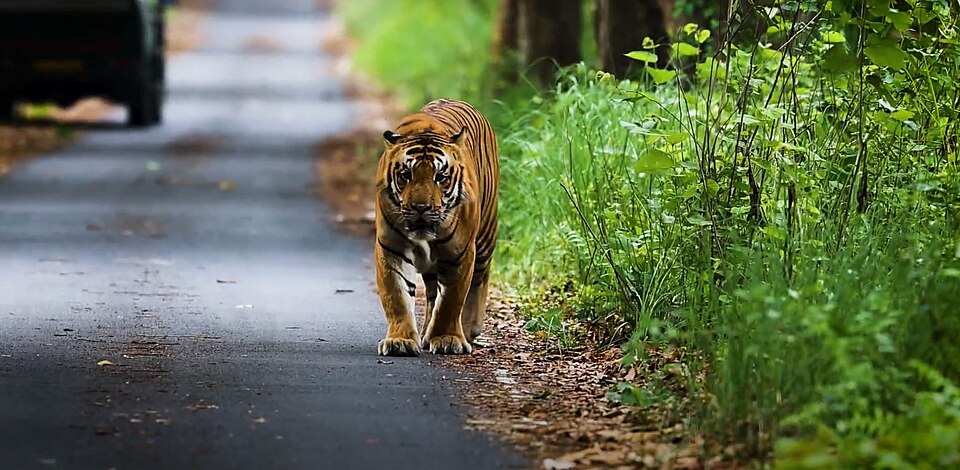 Pilibhit Tiger Reserve landscape