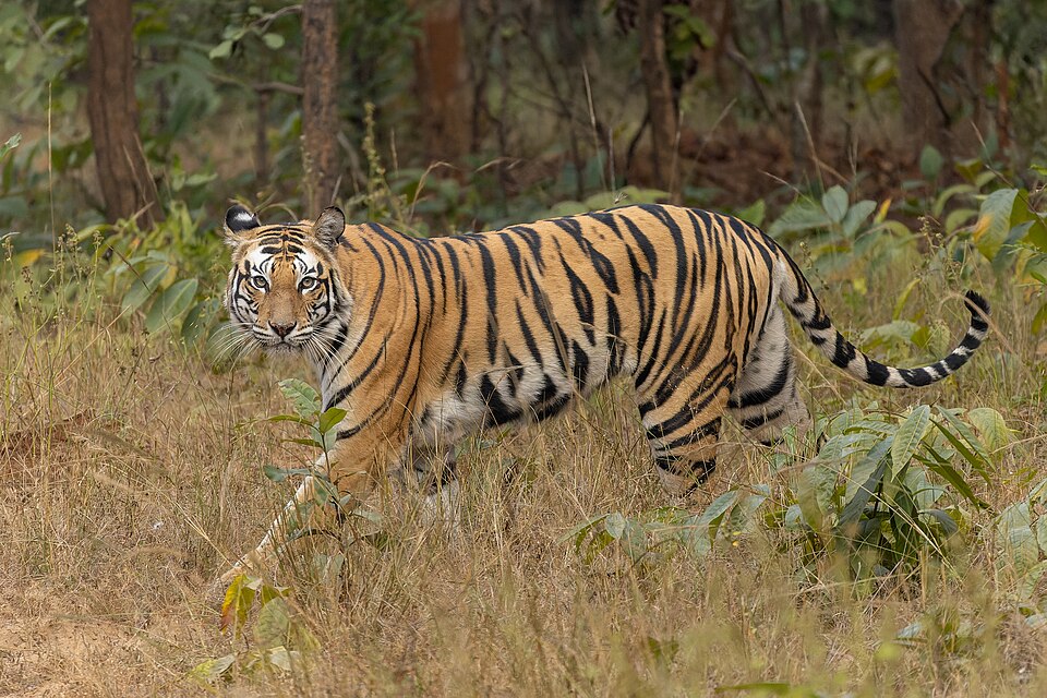 Guru Ghasidas National Park landscape