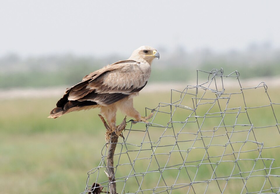 Tal Chhapar Sanctuary - budget travel